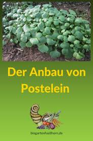 Winterpostelein Anbauen Garten Biogarten Und Gruner Garten
