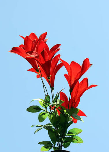 File:Artificial flowers.JPG - Wikimedia Commons