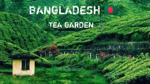 Trova immagini stock hd a tema beautiful tea garden e milioni di altre foto, illustrazioni e contenuti vettoriali stock royalty free nella vasta raccolta di shutterstock. Tea Garden Sylhet Beautiful Tea Garden Sylhet Bangladesh Youtube