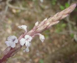Image result for Striga gesnerioides