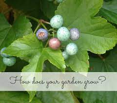 Check spelling or type a new query. Our Garden The Easter Egg Bush