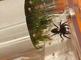 Image result for Blue Lightning 2006 Spider