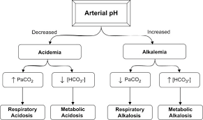 Metabolic Acidosis A Quick Reference Veterinary Clinics Small Animal Practice