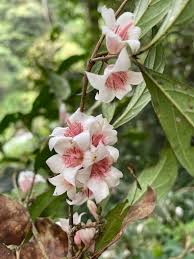 Image result for Heinsenia