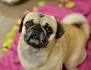 Small Dog Rescue and Adoption- Adopt a Small Dog Near You