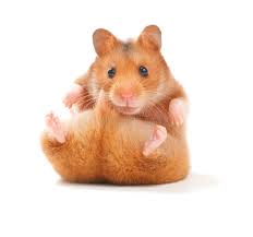 Aspose jpg to jpg merge is a free web app to combine multiple jpg to jpg files: Hamster Stock Image Image Of Inquisitive Hair Curious 11110051