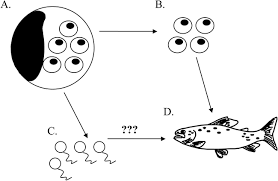 We did not find results for: Observations On The Life Stages Of Sphaerothecum Destruens N G N Sp A Mesomycetozoean Fish Pathogen Formally Referred To As The Rosette Agent