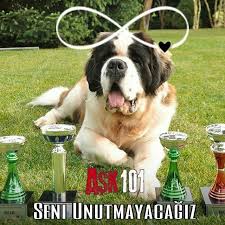 Instagram Da Ask 101 Love 101 Degerli Ask101 Izleyicilerimiz Dizimiz De 8 Bolum Boyunca Sinan In Yanindan Ayrilmayan Can Dostumuz Yogi Yi 2020 Instagram Paris