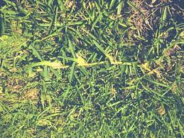 Although centipede grass prefers full sunlight and tolerates drought well when established, new sod needs diligent irrigation for the first two weeks or else it will fail to root and die back. Centipede Grass Vs St Augustine Pros And Cons Of Each Thriving Yard