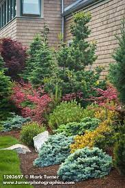 Dwarf Conifers Japanese Garden Google Search Evergreen Landscape Front Yard Backyard Landscaping Evergreen Landscape