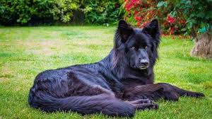 The short coat is as described, short. Breed Standard For A Black German Shepherd Dog The Black Gsd Will Either Have A Medium Or Black German Shepherd Black German Shepherd Dog German Shepherd Dogs