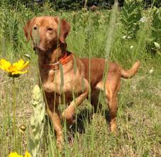 Red lab puppies, indian river, michigan. Sires