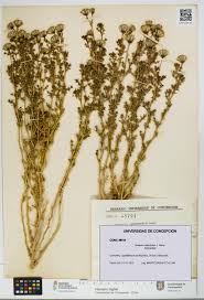 Image result for Oreophyton