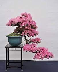 Pin On Budhablog