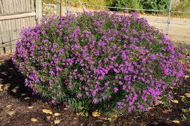 Image result for Vernonia smithiana