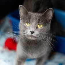 ‪Adoptable Cats - Sioux Falls Humane Society - Sioux Falls Area Humane  Society‬‏
