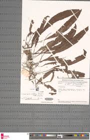 Image result for Lomariopsis rossii