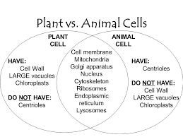 Plant cells are much larger than animal cells. Cells Cell Organelles Cell Theory The Cell Theory Is The Unifying Theme In Biology Because It Emphasizes The Similarity Of All Living Things All Ppt Download
