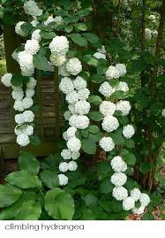 Ordinary Arbre Boules De Neige Idees De Jardin Fleur Decoration Jardin Idees Jardin