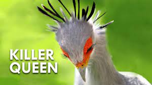 Secretary birds are diurnal carnivorous raptors who feed upon a variety of prey, this bird has an ability to kill snakes and african grasslands. Secretary Birds Killer Queens Youtube
