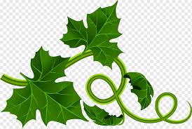 What to do with a cut pumpkin vine? Pumpkin Bread Drawing Leaf Fence Leaf Vegetable Branch Plant Stem Png Pngwing