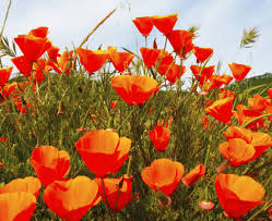 Maybe you would like to learn more about one of these? Spring Wildflower Adventures In The Greater San Francisco Bay Area Foster Travel Publishing