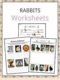 Printable bunny coloring page (found at the bottom) make your child's finished bunny coloring page a forever memory by laminating it! Rabbit Facts Worksheets Specie Information For Kids