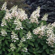 Image result for Alloteropsis paniculata