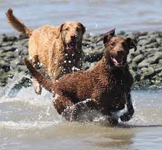 Black And White Chesapeake Bay Retriever The Chesapeake Bay Retriever Became The State Dog Of Maryland In 1964 Description From Dogster Com I Searched Chesapeake Bay Retriever Hunting Dogs Retriever