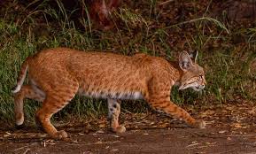 Accurate content you can trust, spreading knowledge on the animal kingdom, and giving back. The Bobcat Felis Rufus Desertusa