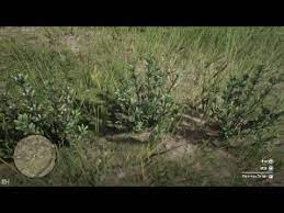 Red Dead Online 5 Creeping Thyme Picked Daily Challenge High Spawn Locations Youtube
