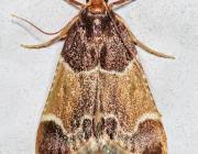 Image result for Pyralis lienigialis