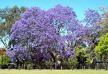 See more of coniolo fiori on facebook. Jacaranda Wikipedia