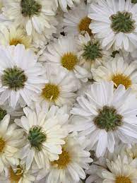 Chrysanthemum Flower Webmd Best Flower Wallpaper