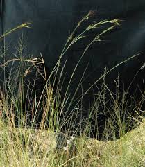 Image result for Hyperthelia dissoluta