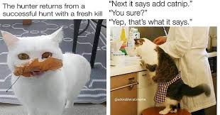 Ducani@meme home buddy dammit frank keep it together memecenter.com happy saturday memes & funny saturday night meme. Sweet Dreams With Fresh Caturday Memes 20 Cat Memes I Can Has Cheezburger