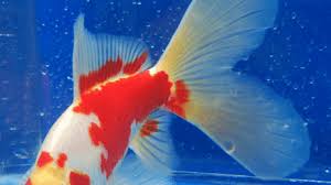 Ikan ini termasuk karnivora dan agresif sehingga ada baiknya jangan mencampur ikan oscar dengan ikan hias lainnya, ya. 10 Ikan Hias Air Tawar Terindah Yang Bisa Dipelihara Hewan Air Info