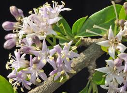 Image result for Ehretia rigida