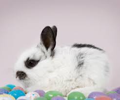 Easter Scene Adorable Baby Bunny Rabbit With Easter Eggs Affiliate Adorable Scene Easter Baby E Baby Animal Videos Cute Baby Animals Baby Animals