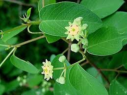 Image result for Helinus integrifolius