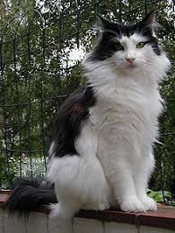 If it fits, baby sits. Norwegian Forest Cat Wikipedia