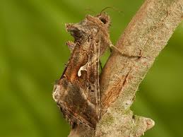 Image result for Autographa gamma