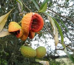 Image result for Tabernaemontana inconspicua