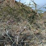 Image result for Maerua parvifolia