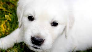 However, to be a full english golden retriever, the dog must have european lines from both parents' sides that the thick, soft and water repellent coat can come in a variety of shades. English Golden Retriever Puppies Sweet Cream Goldens