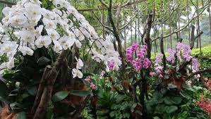 Desain taman bunga di halaman rumah yang indah dan menarik. Taman Anggrek Terbesar Di Dunia Ada Di Singapura