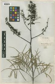 Image result for Eriosema tisserantii