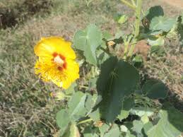 Image result for Abutilon hirtum