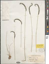 Image result for Ctenium concinnum