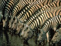 Each zebra has its own habitat, along with different predatory dangers to deal with. Zebra Facts Animal Facts Encyclopedia